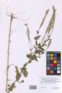 Erysimum cuspidatum (M.Bieb.) DC., Eastern Europe, Moscow region (E4a) (Russia)