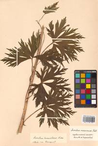 Aconitum kunasilense Nakai, Siberia, Russian Far East (S6) (Russia)