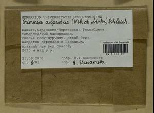 Grimmia alpestris (F. Weber & D. Mohr) Schleich., Bryophytes, Bryophytes - North Caucasus & Ciscaucasia (B12) (Russia)