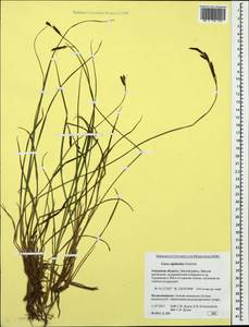 Carex rigidioides (Gorodkov) V.I.Krecz., Siberia, Russian Far East (S6) (Russia)