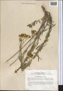 Haplophyllum dubium Korovin, Middle Asia, Pamir & Pamiro-Alai (M2) (Uzbekistan)