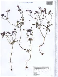 Geranium linearilobum DC. in Lam. & DC., Middle Asia, Caspian Ustyurt & Northern Aralia (M8) (Kazakhstan)