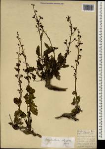 Scrophularia olympica Boiss., South Asia, South Asia (Asia outside ex-Soviet states and Mongolia) (ASIA) (Turkey)
