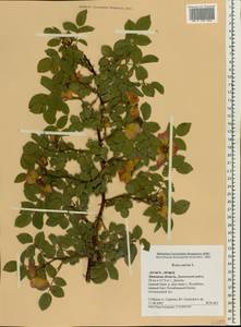 Rosa canina L., Eastern Europe, Central forest-and-steppe region (E6) (Russia)