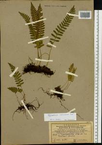 Polypodium sibiricum Sipliv., Siberia, Central Siberia (S3) (Russia)