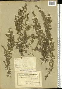 Artemisia absinthium L., Eastern Europe, Belarus (E3a) (Belarus)