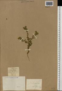 Pulicaria vulgaris Gaertn., Eastern Europe, Middle Volga region (E8) (Russia)