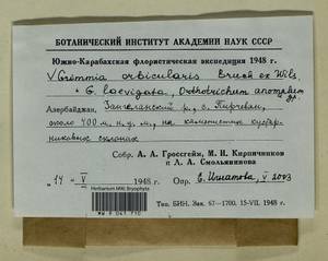 Grimmia orbicularis Bruch ex Wilson, Bryophytes, Bryophytes - Transcaucasia (B13) (Azerbaijan)