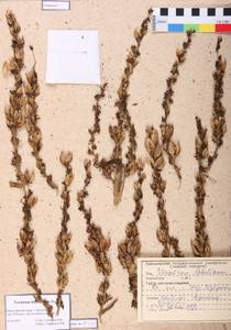 Veratrum lobelianum Bernh., Siberia, Altai & Sayany Mountains (S2) (Russia)