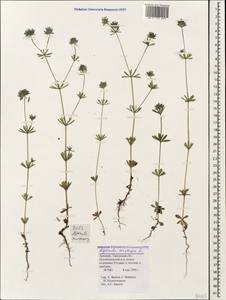 Asperula arvensis L., Caucasus, Armenia (K5) (Armenia)