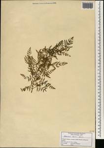 Daucus edulis (Lowe) Wojew., Reduron, Banasiak & Spalik, Africa (AFR) (Portugal)