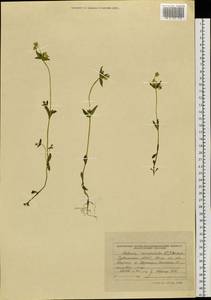 Halenia corniculata (L.) Cornaz, Siberia, Altai & Sayany Mountains (S2) (Russia)