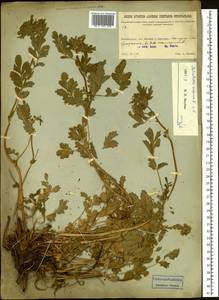 Potentilla supina L., Siberia, Baikal & Transbaikal region (S4) (Russia)