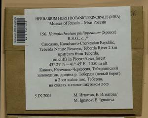 Homalothecium philippeanum (Spruce) Schimp., Bryophytes, Bryophytes - North Caucasus & Ciscaucasia (B12) (Russia)