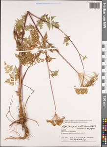Ligusticopsis wallichiana (DC.) Pimenov & Kljuykov, South Asia, South Asia (Asia outside ex-Soviet states and Mongolia) (ASIA) (Nepal)
