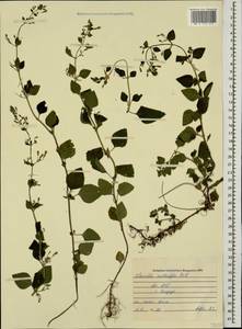 Clinopodium menthifolium, Caucasus, Abkhazia (K4a) (Abkhazia)