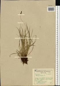 Carex cespitosa L., Eastern Europe, Northern region (E1) (Russia)