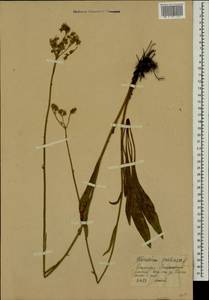 Pilosella caespitosa subsp. caespitosa, Eastern Europe, Eastern region (E10) (Russia)