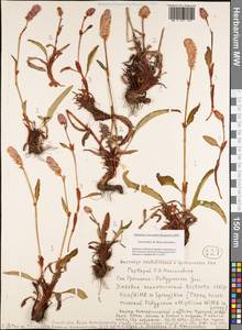 Bistorta elliptica (Willd. ex Spreng.) Kom., Siberia, Yakutia (S5) (Russia)
