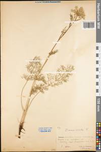 Daucus carota L., Eastern Europe, Eastern region (E10) (Russia)