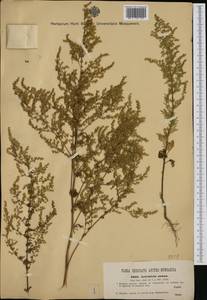 Artemisia annua L., Western Europe (EUR) (Hungary)