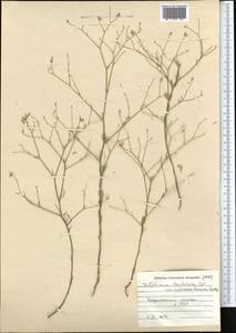 Delphinium barbatum Bunge, Middle Asia, Western Tian Shan & Karatau (M3) (Not classified)