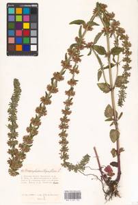 Dracocephalum thymiflorum L., Eastern Europe, Moscow region (E4a) (Russia)