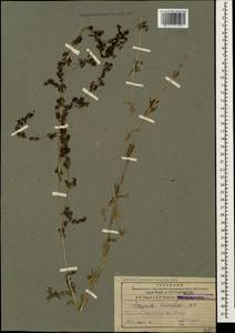 Galium humifusum M.Bieb., Caucasus, Armenia (K5) (Armenia)