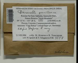 Aongstroemia grevilleana (Brid.) Müll. Hal., Bryophytes, Bryophytes - Russian Far East (excl. Chukotka & Kamchatka) (B20) (Russia)