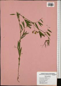 Lathyrus palustris L., Eastern Europe, Central region (E4) (Russia)