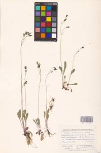 Crepis multicaulis Ledeb., Eastern Europe, Northern region (E1) (Russia)