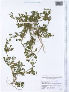 Oxybasis glauca (L.) S. Fuentes, Uotila & Borsch, Siberia, Baikal & Transbaikal region (S4) (Russia)