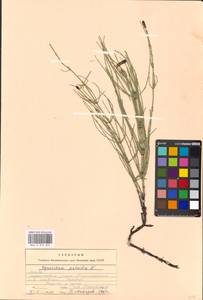 Equisetum palustre L., Eastern Europe, Moscow region (E4a) (Russia)