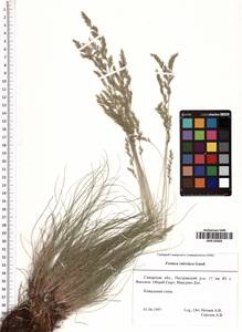Festuca valesiaca Schleich. ex Gaudin, Eastern Europe, Middle Volga region (E8) (Russia)