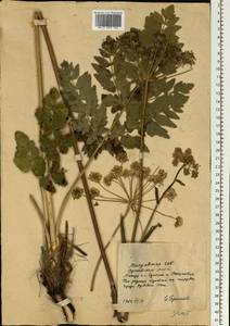 Apiaceae, Eastern Europe, Moldova (E13a) (Moldova)