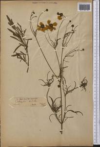 Coreopsis tinctoria Nutt., America (AMER) (Not classified)