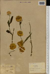 Xerochrysum bracteatum (Vent.) Tzvelev, Eastern Europe, North Ukrainian region (E11) (Ukraine)