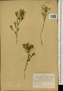 Cynanchum thesioides (Freyn) K. Schum., Mongolia (MONG) (Mongolia)