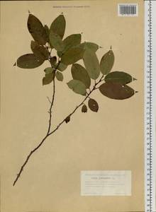 Salix pentandra L., Siberia, Western Siberia (S1) (Russia)