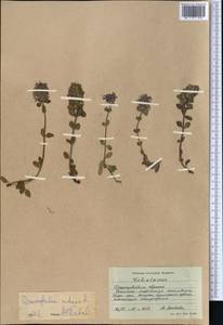 Dracocephalum nutans L., Middle Asia, Western Tian Shan & Karatau (M3) (Kyrgyzstan)