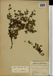 Salix nummularia Anderss., Eastern Europe, Northern region (E1) (Russia)