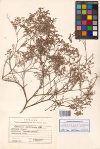 Limonium platyphyllum Lincz., Eastern Europe, South Ukrainian region (E12) (Ukraine)