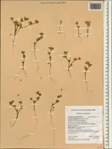 Trifolium striatum L., South Asia, South Asia (Asia outside ex-Soviet states and Mongolia) (ASIA) (Cyprus)