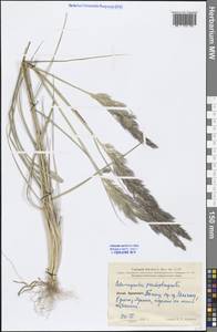 Calamagrostis pseudophragmites (Haller f.) Koeler, South Asia, South Asia (Asia outside ex-Soviet states and Mongolia) (ASIA) (China)