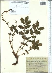 Agrimonia eupatoria L., Eastern Europe, Central region (E4) (Russia)