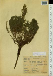 Artemisia adamsii Besser, Siberia, Baikal & Transbaikal region (S4) (Russia)