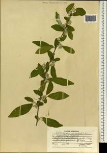 Elaeagnus angustifolia subsp. orientalis (L.) Soják, South Asia, South Asia (Asia outside ex-Soviet states and Mongolia) (ASIA) (Afghanistan)