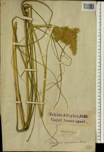 Capeochloa arundinacea (P.J.Bergius) N.P.Barker & H.P.Linder, Africa (AFR) (South Africa)