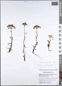 Peucedanum vaginatum Ledeb., Siberia, Baikal & Transbaikal region (S4) (Russia)