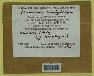 Okamuraea brachydictyon (Cardot) Nog., Bryophytes, Bryophytes - Russian Far East (excl. Chukotka & Kamchatka) (B20) (Russia)